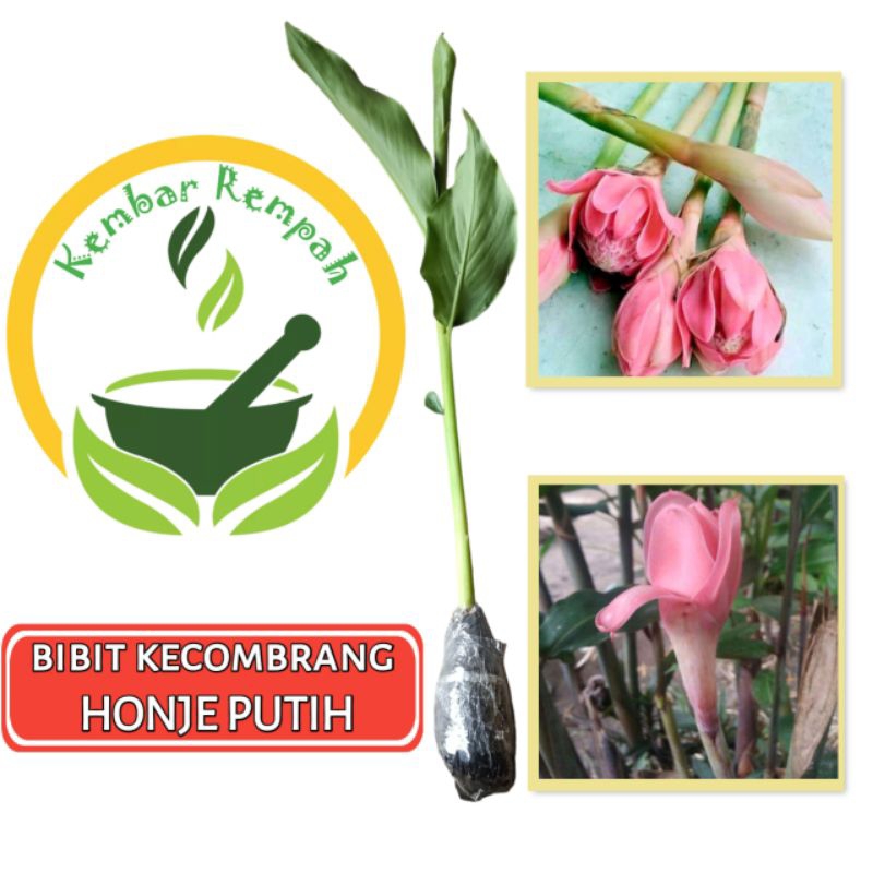 Bibit Tanaman Kecombrang Putih Tanaman Honje Putih Original