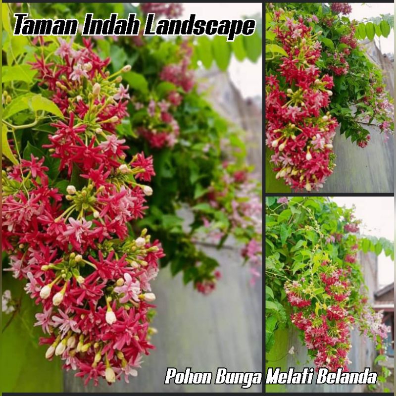 POHON BUNGA MELATI BELANDA - bibit tanaman bunga rambat melati belanda