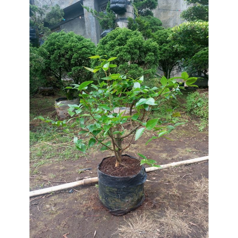 Pohon Dewandaru: Keindahan Alam yang Tumbuh di Halaman Anda Bahan Bonsai Atau Taman Tanaman Sianto C