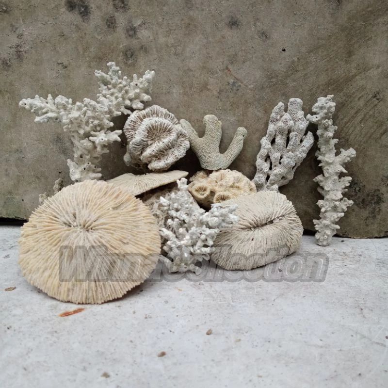 batu karang // bahan rangkai // batukarang // dekorasi aquarium // hiasan aquarium // hias aquarium 