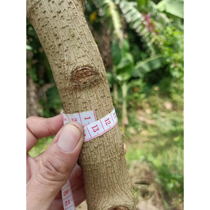 Stek Sancang Medium Besar