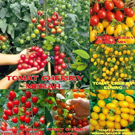 Benih Tomat Cherry Merah Manis Cherry Tropical Ruby Cherry Rampai Cherry Kuning