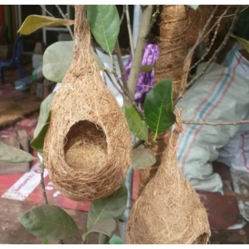 sarang burung lovebird glodok burung murai parkit manyar sarang telur burung