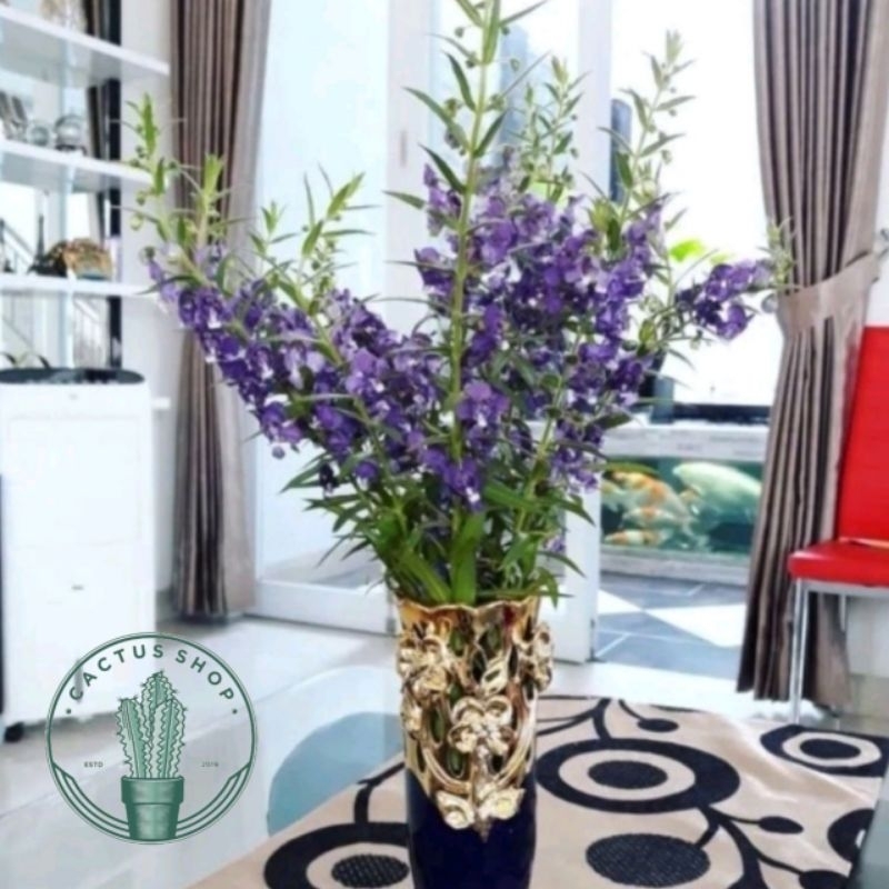 Tanaman Bunga Lavender Asli Pengusir Nyamuk / Tanaman Hias Lavender Bunga Ungu & Putih Tanaman Hidup