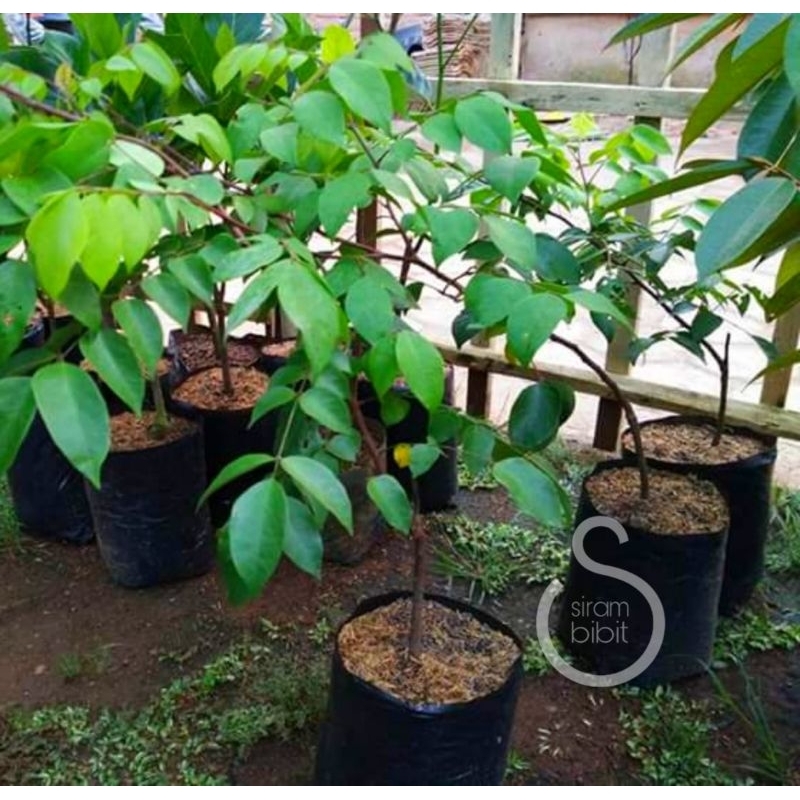 bibit belimbing madu okulasi