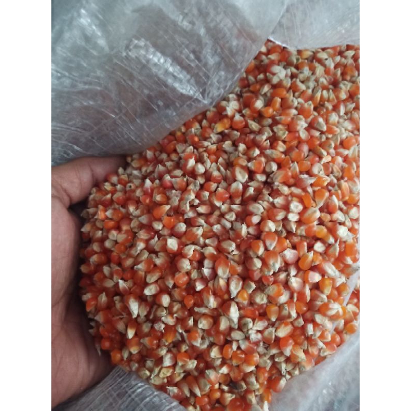 jagung orange super kristal