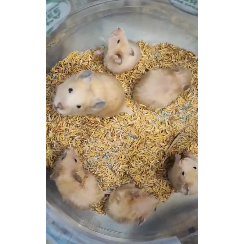 Hamster Syrian Satin