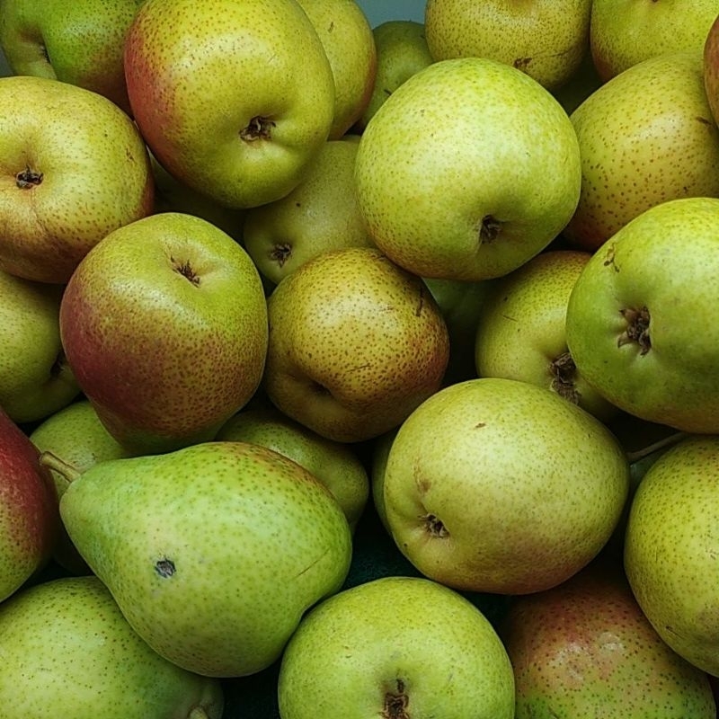 

PEAR FORELLA SEGAR PIR FRESH 1 KG ASLI DENPASAR BALI