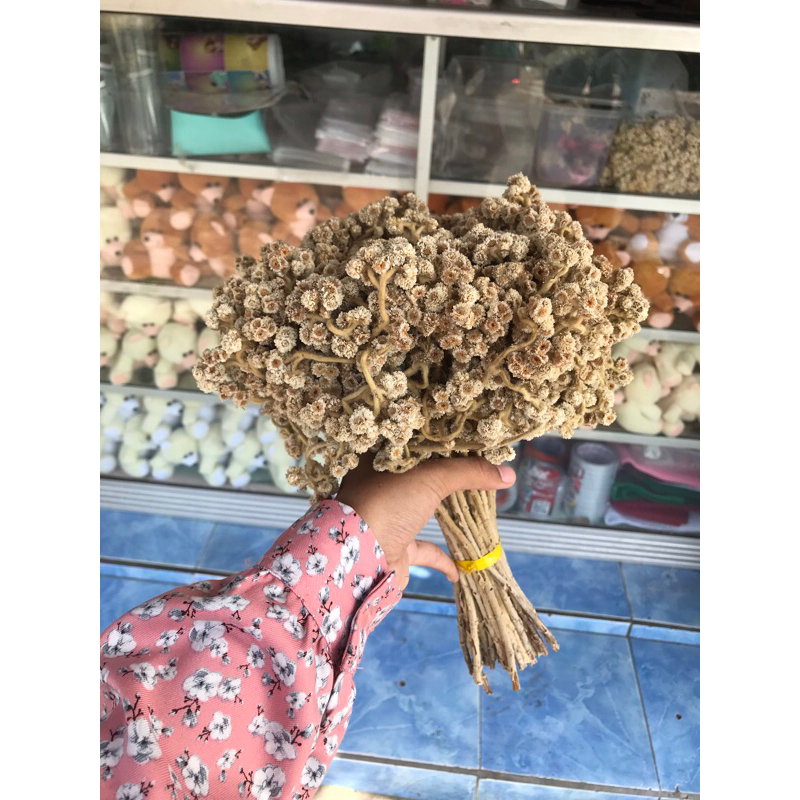 25 Dried Edelweis  batang / Edelweis kering Bromo budidaya