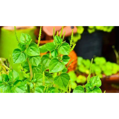 

Daun Suruhan Sirih Cina 500 Gram Ketumpang Air Segar