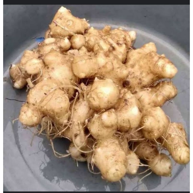 

umbi dewa/samsit segar 1 kg