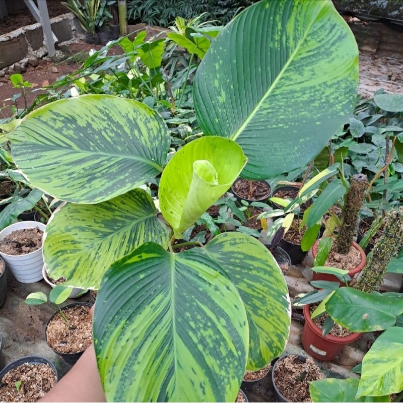 PROMO BISA COD Calathea Lute'a Varigata Aurea/Pisang varigata kuning