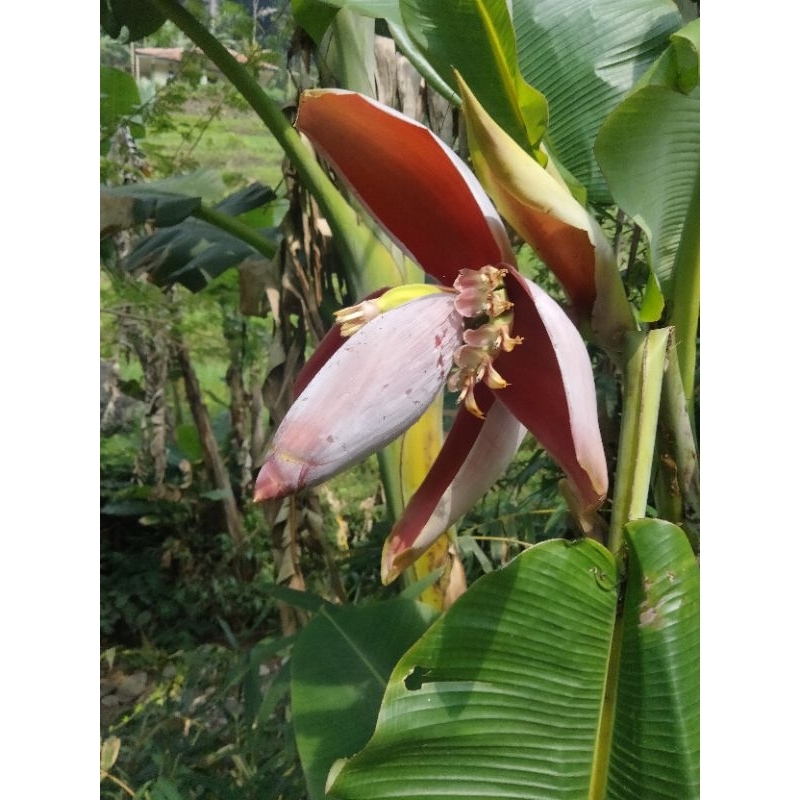 

jual bunga pisang batu segar per buah 30000