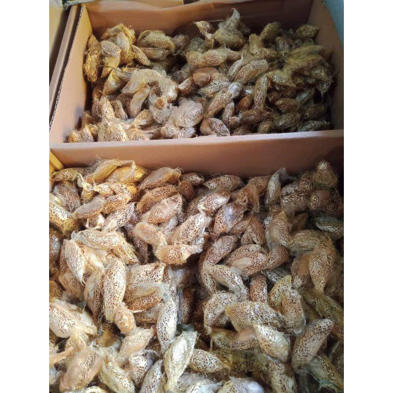 kepompong alpukat (isi 10) spesial umpan harian dan Galatama ikan bawal