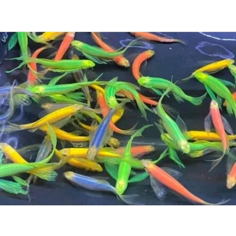 

KARDUS DAnio slayer beli 10 gratis 1