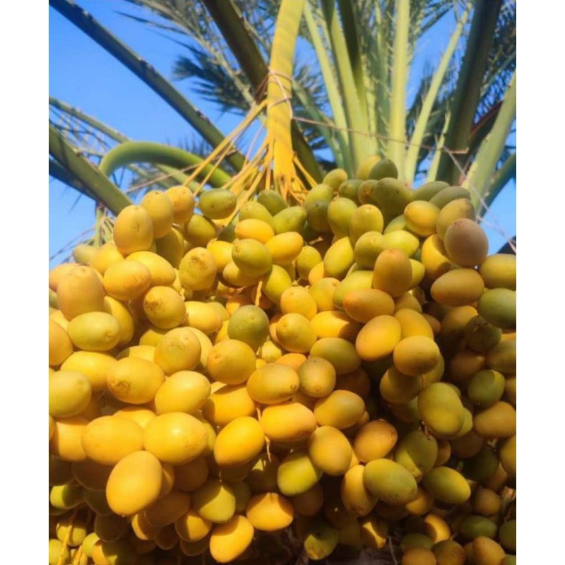 

KURMA MUDA MEDAN 250GR READY AGUSTUS 2025 BONUS TESTPACK