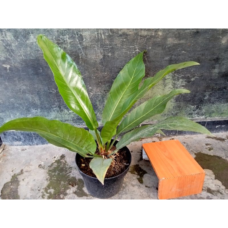 ANTHURIUM HOKERI REMAJA