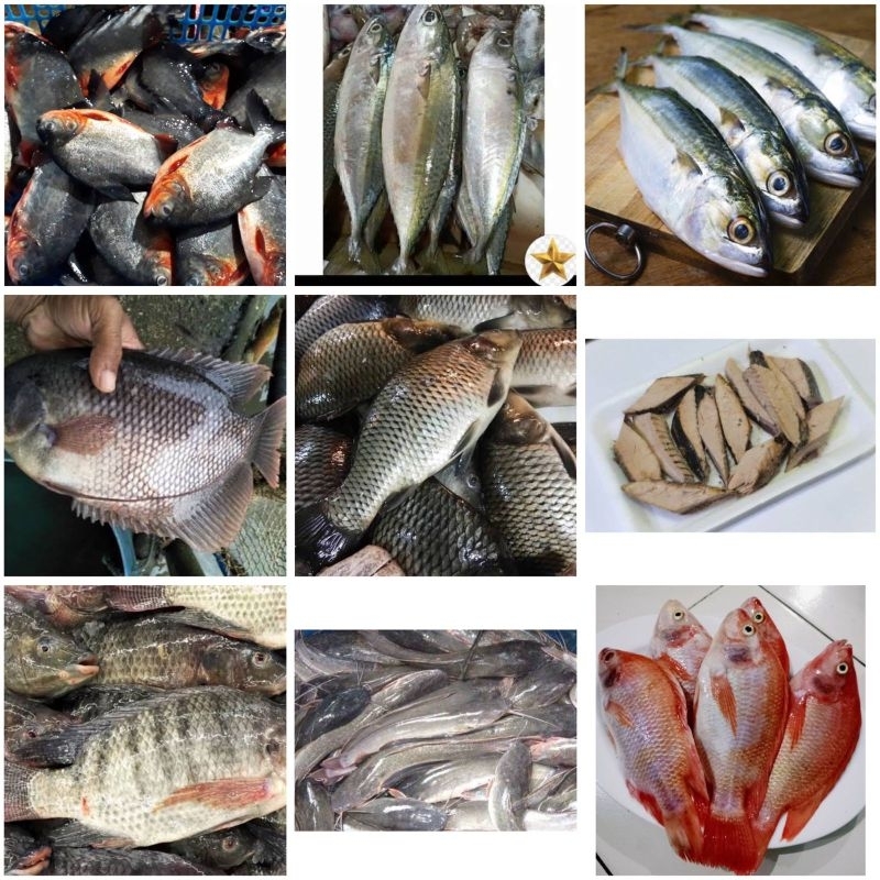 

aneka ikan segar