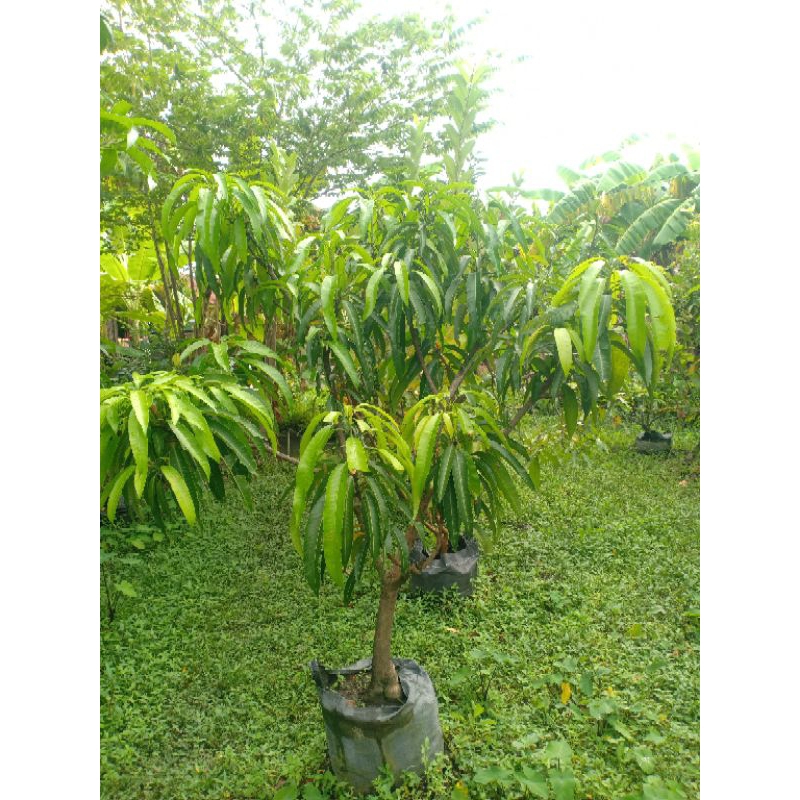 Bibit tabulampot mangga Miyazaki ukuran besar hasil cangkok susu dari pohon induk yg sudah sering be