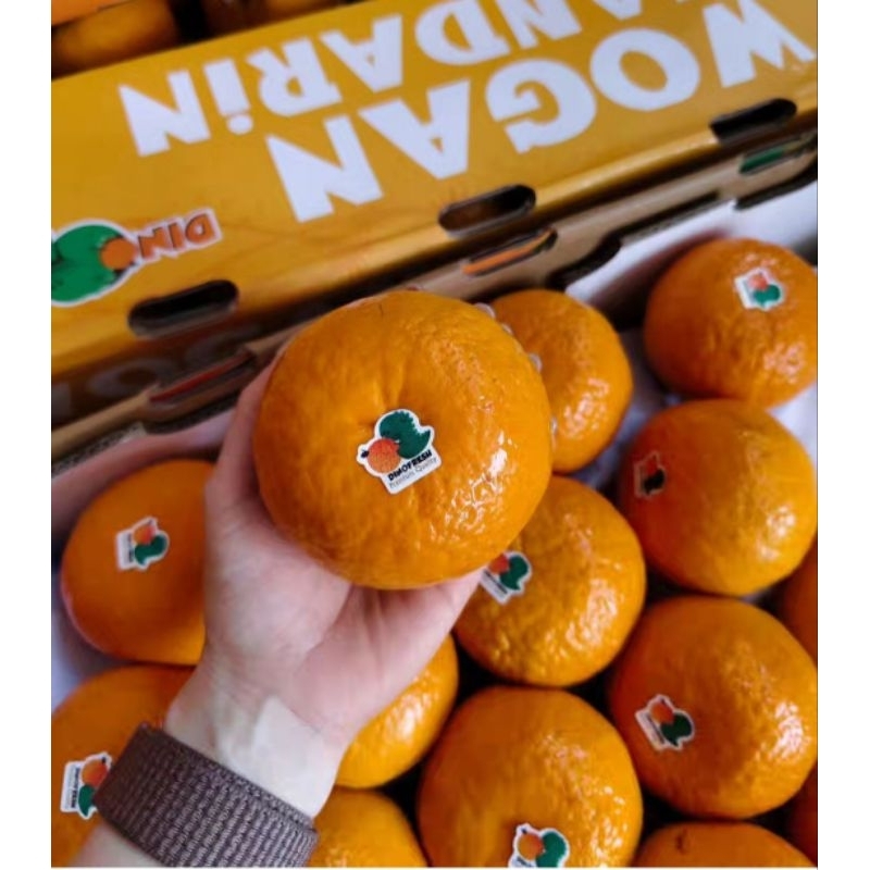 

Jeruk Wogam Dinofresh 1 kardus 8 kg