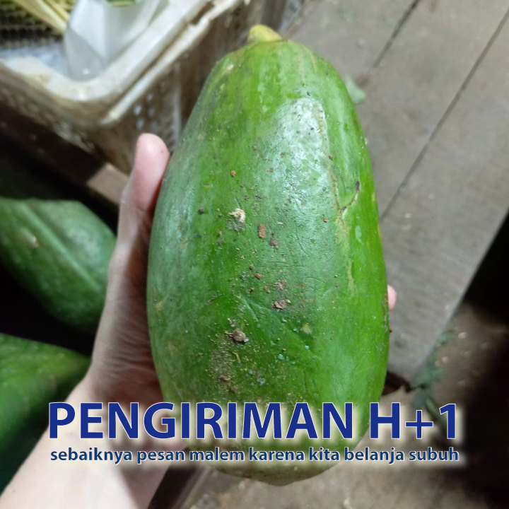 

Pepaya muda per buah segar