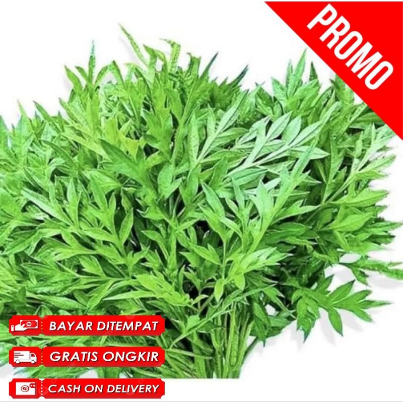 

200 Gram Daun Kenikir Atau Daun Raramidang Segar Pres