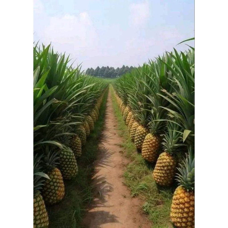 Bibit Nanas Madu Kediri