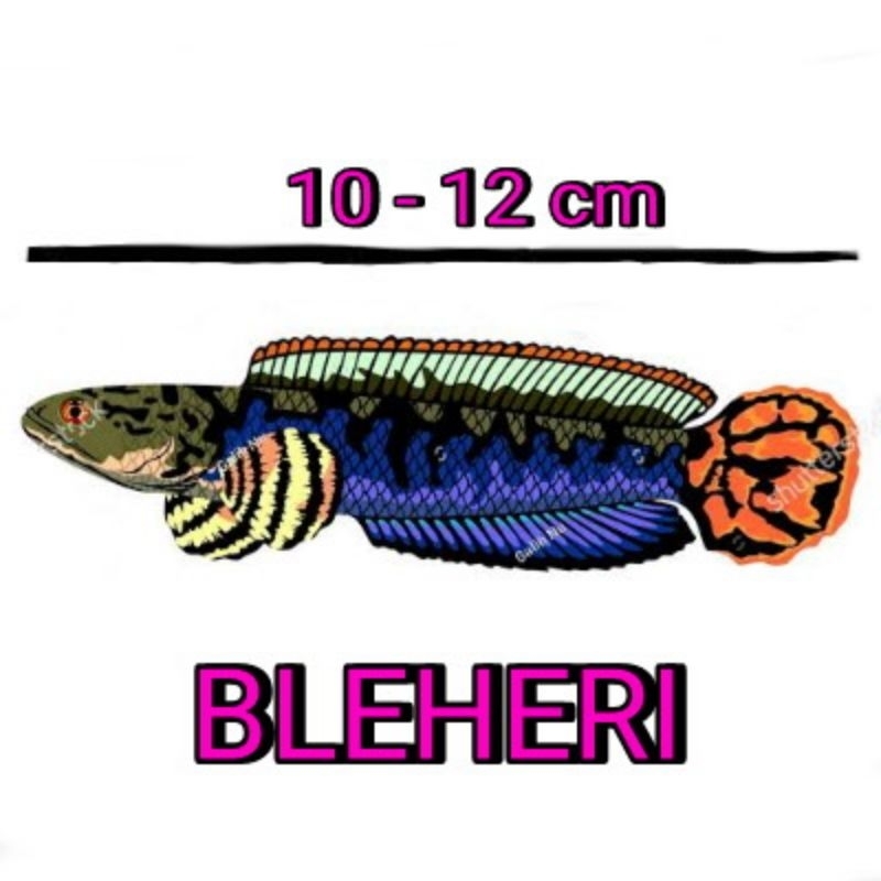 BLEHERI PAIR 10-12cm