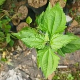 

Daun balakacida/daun kirinyuh segar/daun kopasanda herbal alam murah