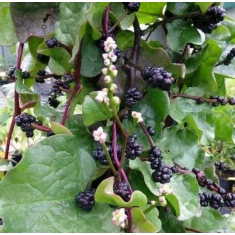 

daun binahong merah segar 200,GRM