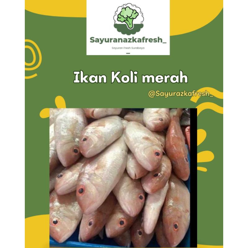 

ikan koli merah/ikan kakap Trisi [±1kg]