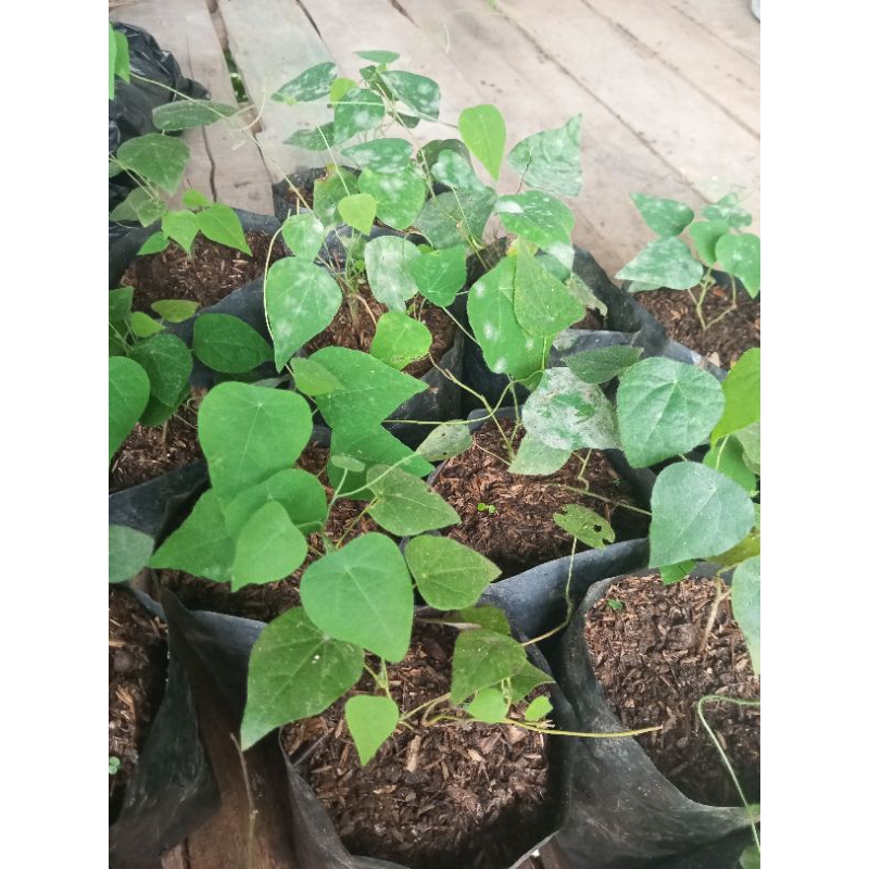 Tanaman cincau Bulu Bibit cincau Rambat
