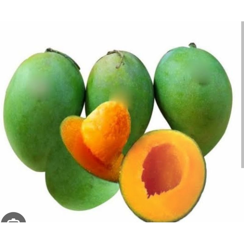 

Mangga Alpukat (1kg)