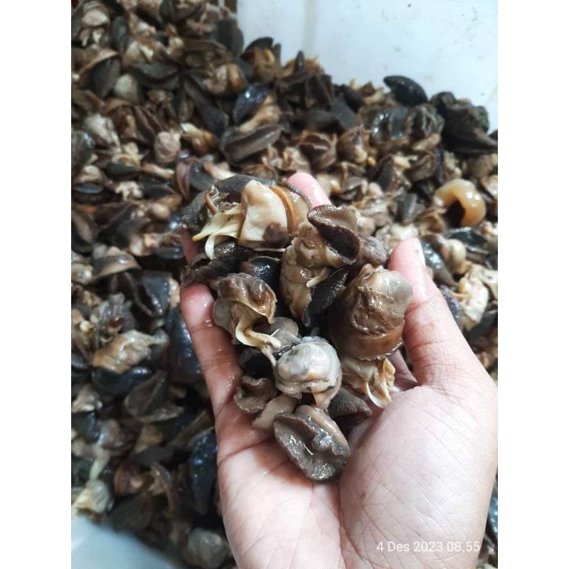 

daging bekicot siap masak //escargot //daging 02