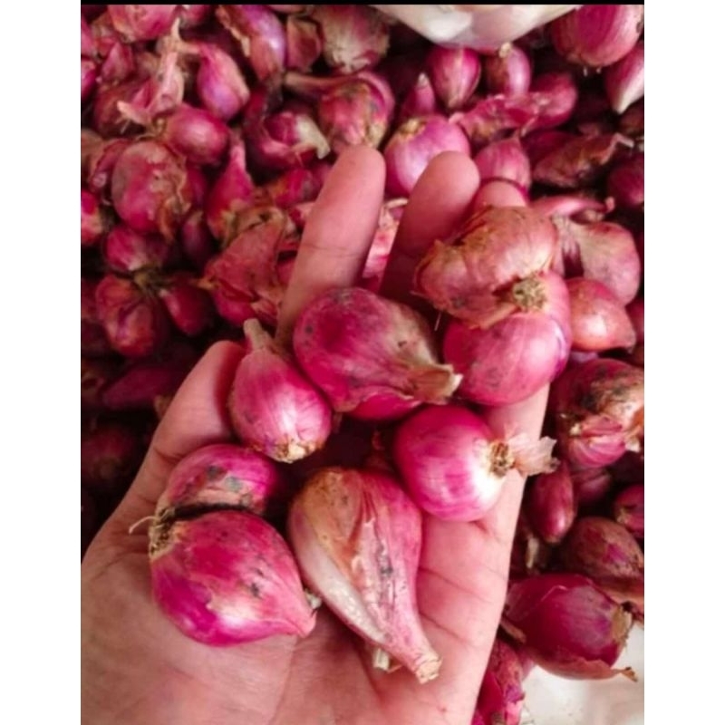 

Bawang Merah