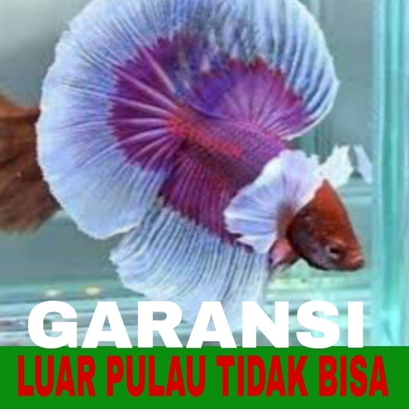 ikan cupang halfmoon sz L isi 16 bergaransi