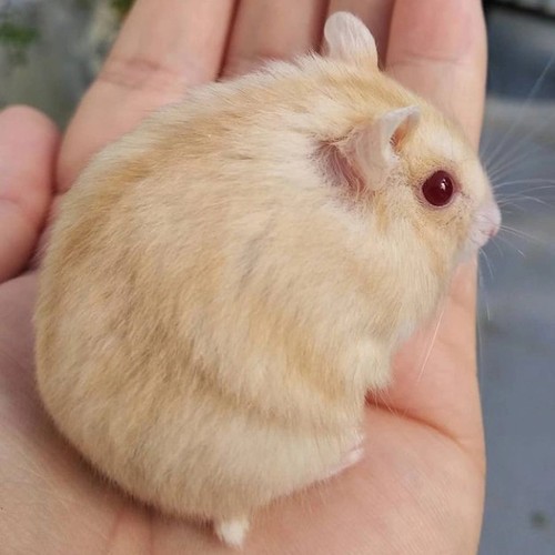 

RB Box Packing & Winter Golden Hamster Sehat Jinak