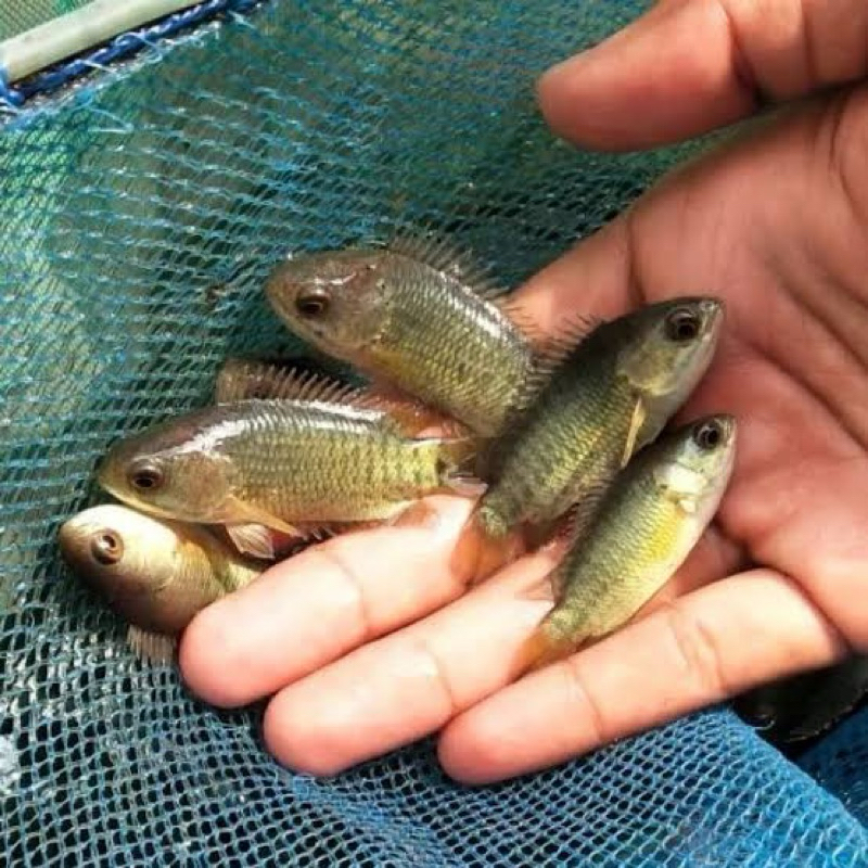 Ikan Betok / Betik Tankmate Hiasan akuarium