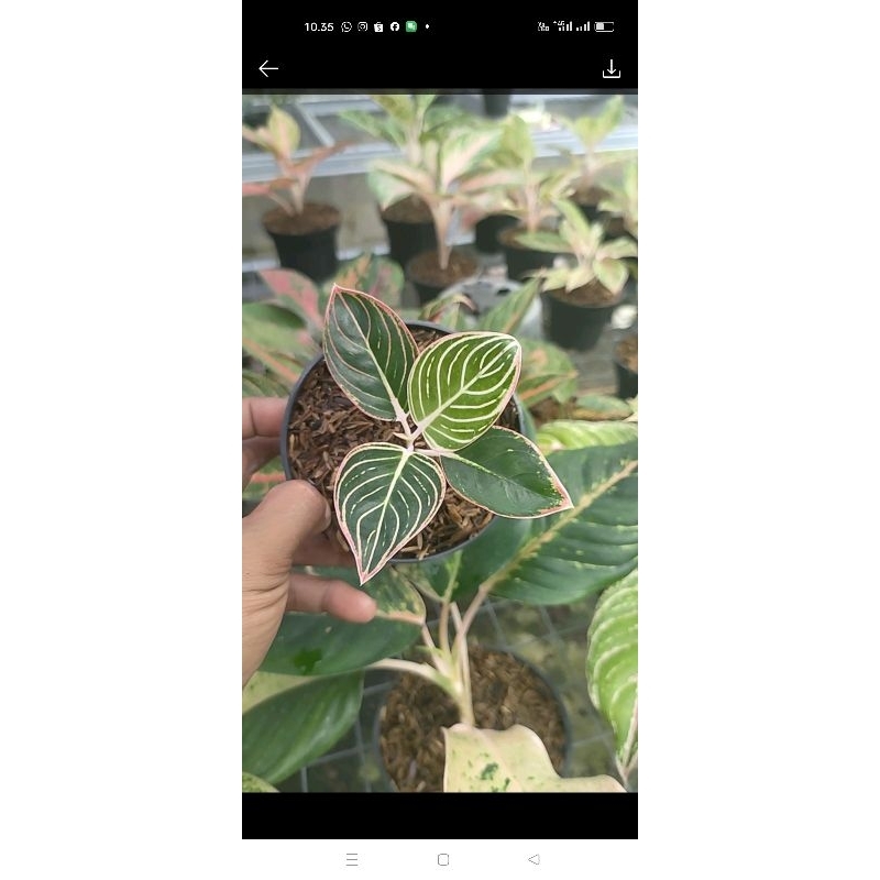 aglaonema minion anakan