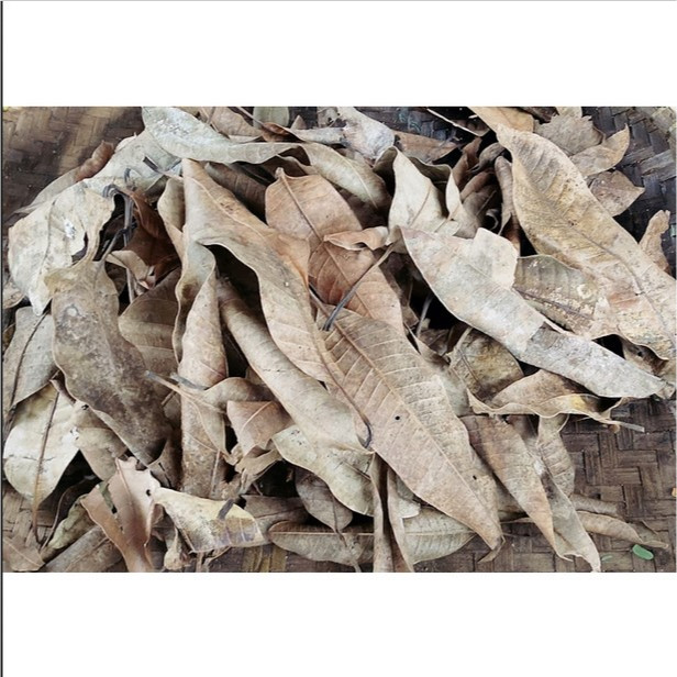 

Daun Mangga Kering Organik Alami