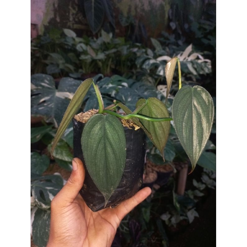 Tanaman hias burlemarx fantasy