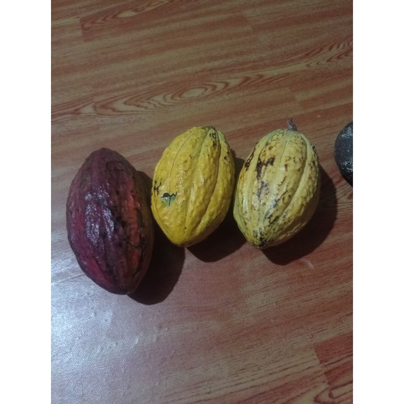 

buah kakao /coklat/ lindak/mulia