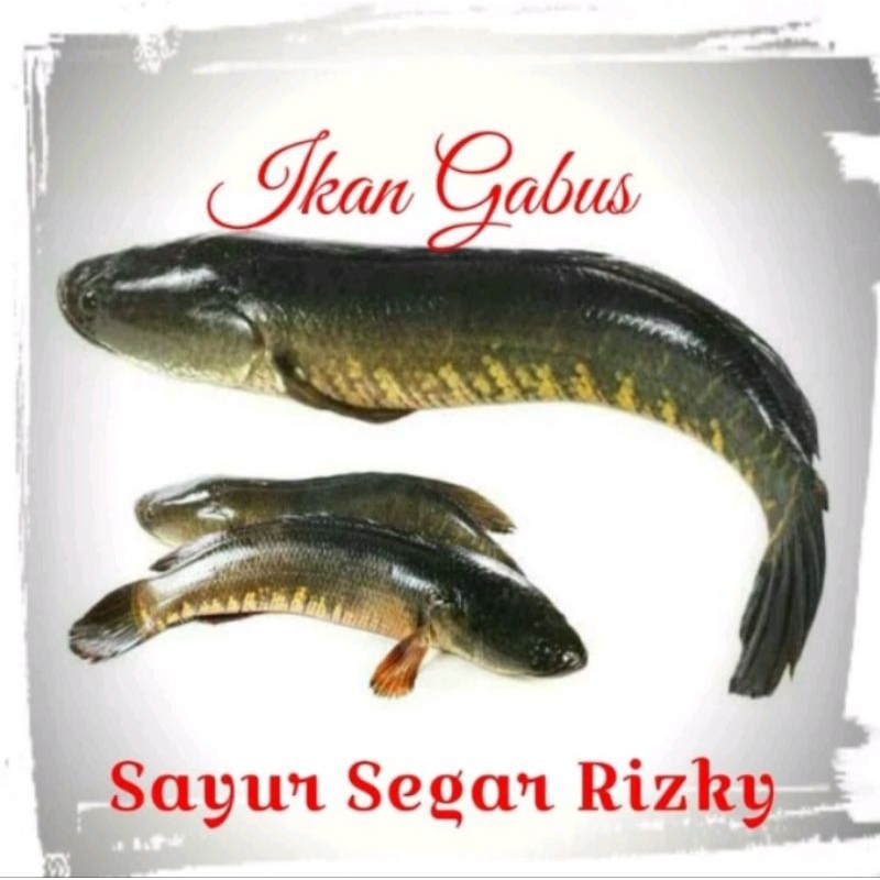 

Ikan Gabus Hidup 500gr