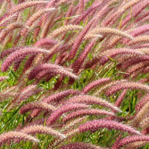 Bibit Benih Red Pennisetum Polystachion Grass (100 Butir)