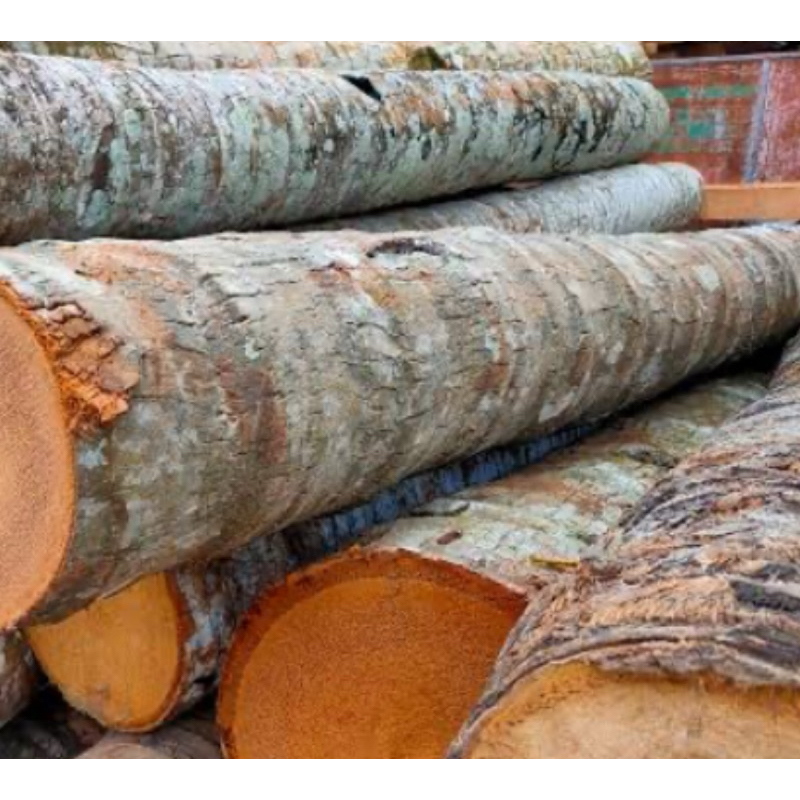 

Kulit pohon kelapa segar fresh 250 gram-az