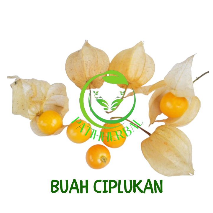 

Buah Ciplukan atau Golden berry Per 50 gram