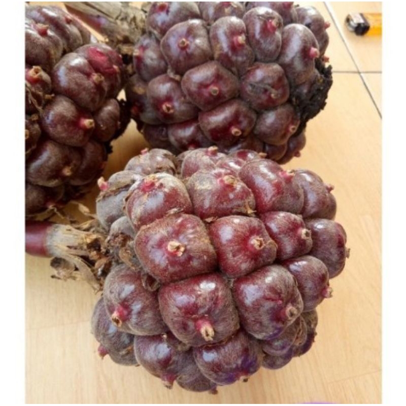 

Buah Honje Merah Kecombrang Merah Asli Langsung Petik