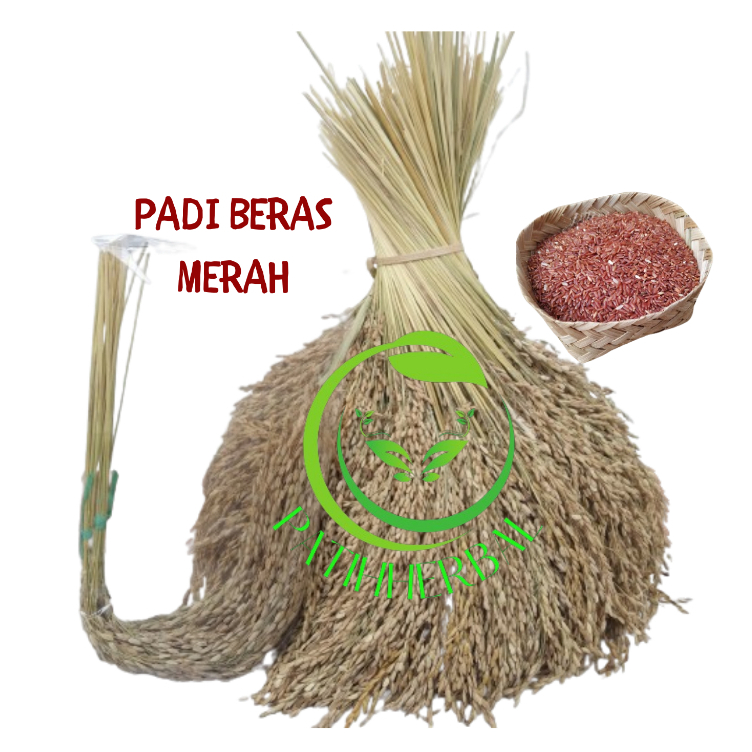 

Padi Beras Merah Bertangkai 1 ikat isi 15 Tangakai