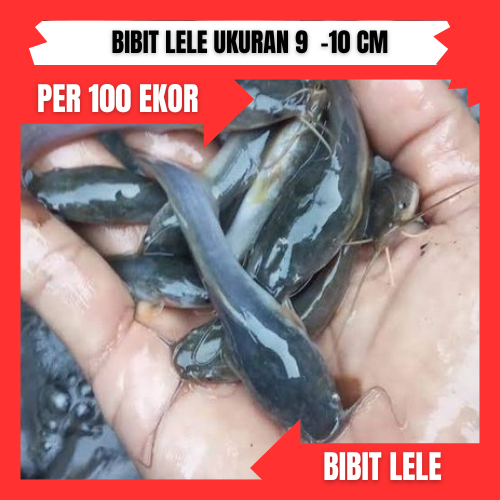 Bibit lele ukuran 9 - 10 cm per 100 ekor di bandung