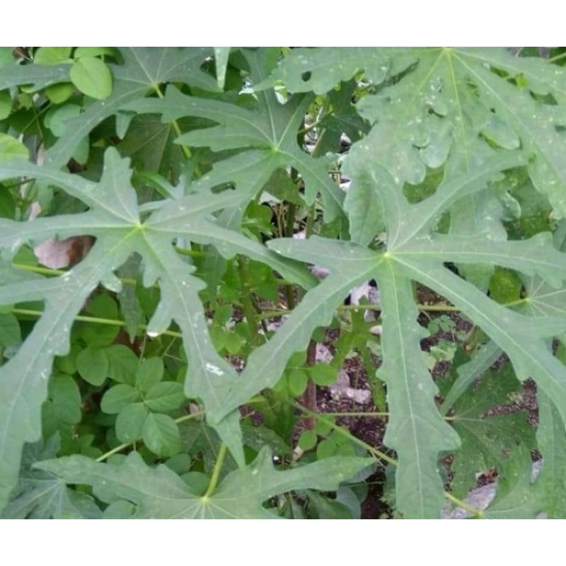 

Daun gedi segar daun berlendir 50 lembar